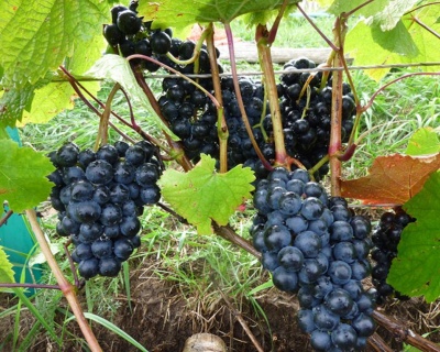 Виноград "Рондо"