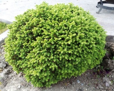 Ель обыкновенная "Литл Джем"