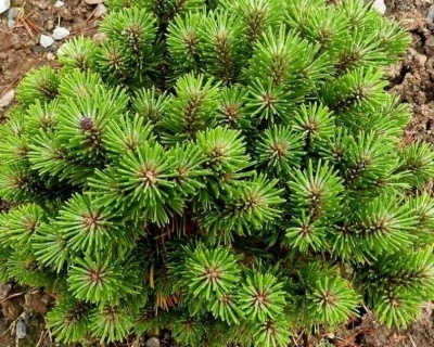 Сосна горная "Бенджамин"