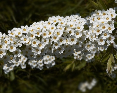 Спирея серая "Грефшейм"