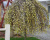 Ива козья "Пендула" (штамбовая форма) Ива козья "Пендула" (штамбовая форма)