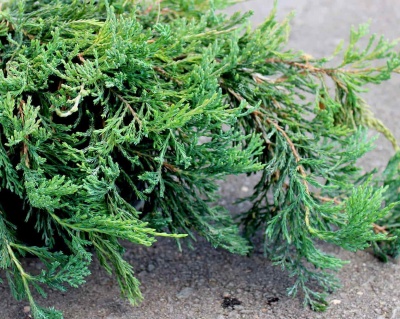 Можжевельник горизонтальный "Джейд Ривер"