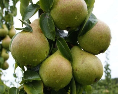 Груша колоновидная "Павловская"