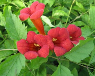 Кампсис Фламенко(P-9)