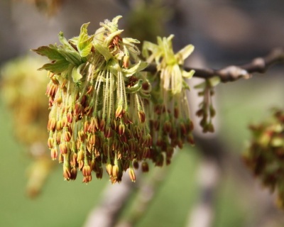 Ясень обыкновенный