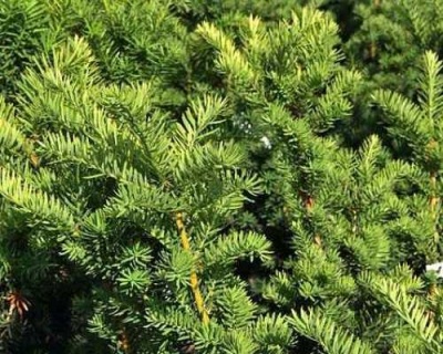 Тис средний "Хикси"