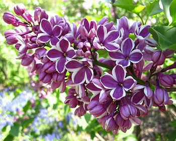 Сирень "Сенсация"