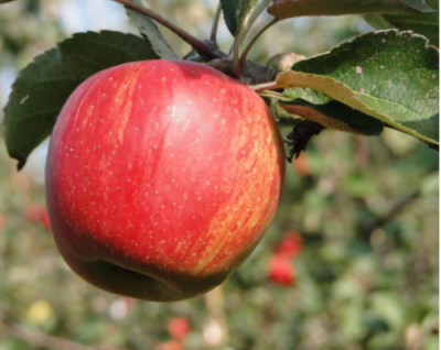Яблоня "Джонаголд"
