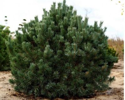 Сосна обыкновенная "Ватерери"