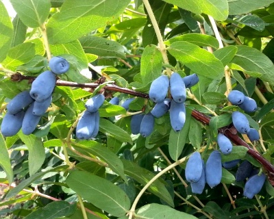 Жимолость "Изюминка"