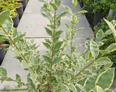 Бирючина обыкновенная "Глаукум"