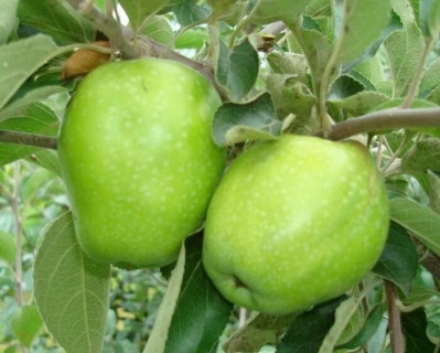 Яблоня "Зимнее Лимонное"