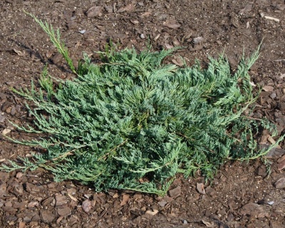 Можжевельник горизонтальный "Джейд Ривер"