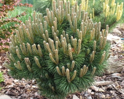 Сосна горная "Хампи"