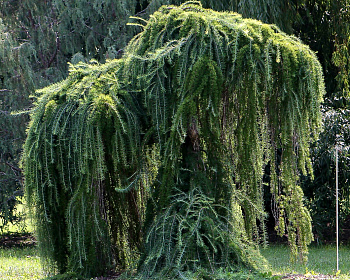 Лиственница Европейская "Пендула"