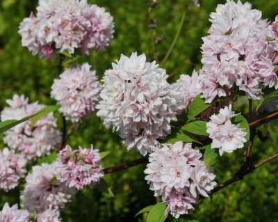 Дейция гибридная "Пинк Пом Пом" (Pink Pom-Pom)