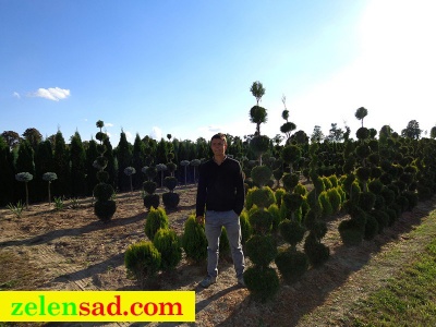 Стриженная туя