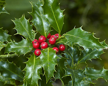 Падуб  остролистный  "Аляска"