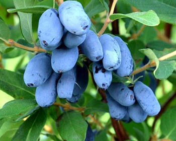 Жимолость "Золушка"