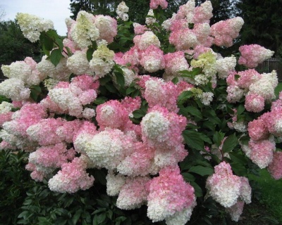Гортензия метельчатая "Ванилла Фрейз" (Vanille fraise)