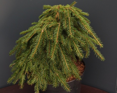 Ель обыкновенная "Форманек"