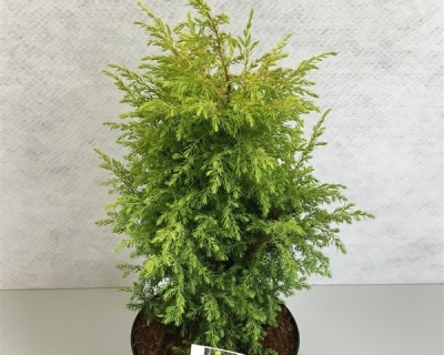 Можжевельник обыкновенный "Голд Кон"