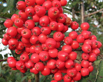 Рябина садовая "Алая Крупная"