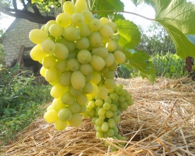 Виноград "Лора (Флора)"