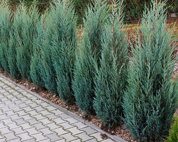 Можжевельник скальный "Скайрокет"