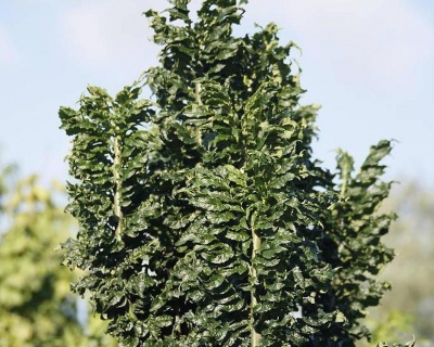 Ясень обыкновенный "Криспа"