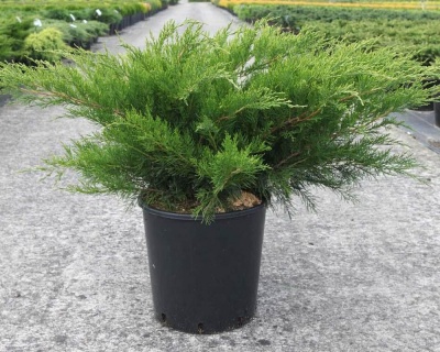 Можжевельник средний "Минт Джулеп"