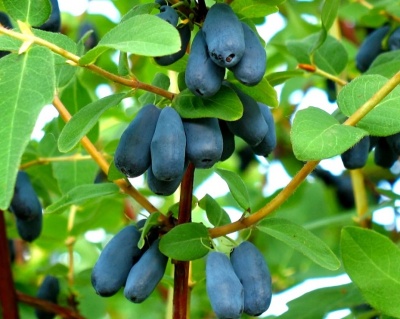 Жимолость "Синяя птица"