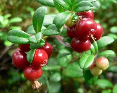 Брусника "Ред Перл"