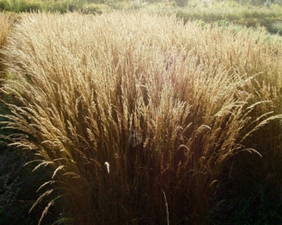 Щучка дернистая "Бронзешлеер"