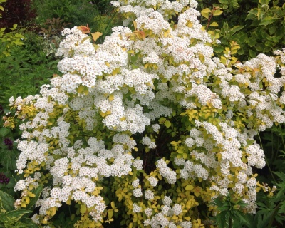 Спирея вангутта "Голд Фонтан"