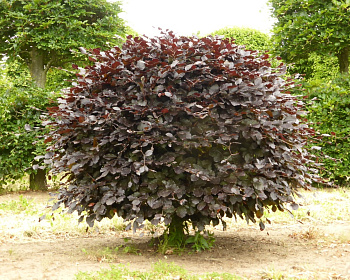 Бук лесной Атропуницеа