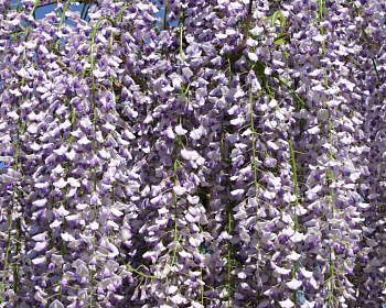 Глициния обильноцветущая "Мультиюга"