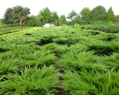 Можжевельник средний "Минт Джулеп"