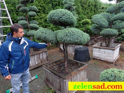 Бонсай из можжевельника "Чешуйчатый"