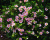 Лапчатка "Лавли Пинк" (Lovely Pink) Лапчатка "Лавли Пинк" (Lovely Pink)