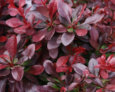 Барбарис Тунберга "Atropurpurea"