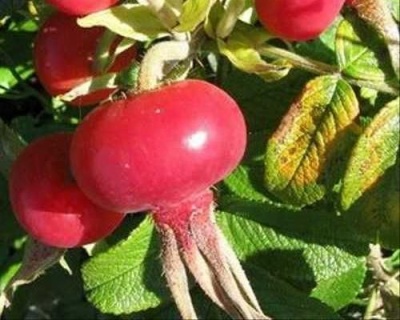 Шиповник "Юбилейный"