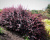 Барбарис Тунберга "Atropurpurea" Барбарис Тунберга "Atropurpurea"