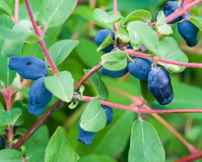 Жимолость "Синяя птица"