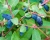 Жимолость "Синяя птица"