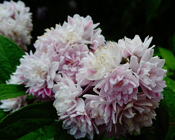 Дейция гибридная "Пинк Пом Пом" (Pink Pom-Pom)