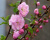 Миндаль трехлопастный (штамбовая форма) Миндаль трехлопастный (штамбовая форма)
