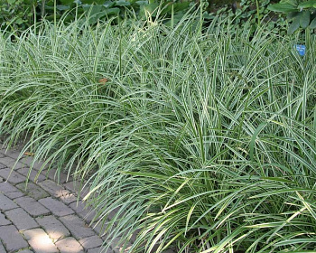 Осока Моррова "Айс Денс"