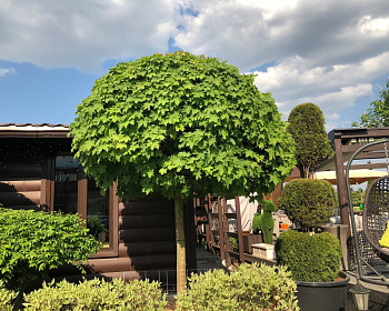 Клен остролистный "Глобозум" (штамбовая форма)