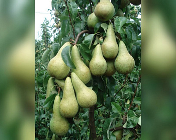 Груша колоновидная "Богатырь"